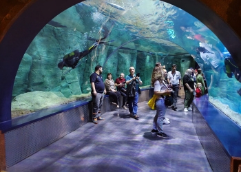Istanbul Aquarium. FOTO Alexandra VASILE, arhivă personală